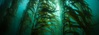 Kelp forest in California