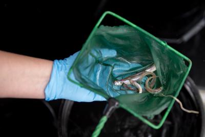 Delta Smelt being studied while in a net